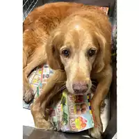 Foto dell\'animale cane - Matr. 2024/0165 - Microchip 977200008792171