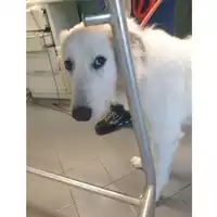 Foto dell\'animale cane - Matr. 2024/0167 - Microchip 380260044730398