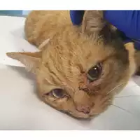 Foto dell\'animale gatto - Matr. 2024/0170 - Microchip 380260044926853