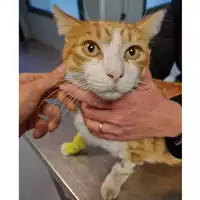 Foto dell\'animale gatto - Matr. 2024/0171 - Microchip 380260044926523