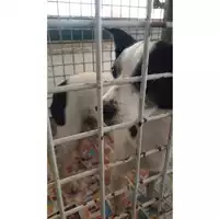 Foto dell\'animale cane - Matr. 2024/0172 - Microchip 380260002158039