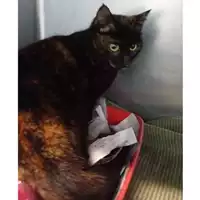 Foto dell\'animale gatto - Matr. 2024/0173 - Microchip 380260044730180