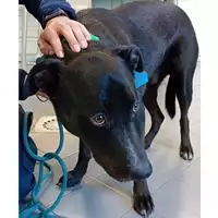 Foto dell\'animale cane - Matr. 2022/0929 - Microchip 380260044549426