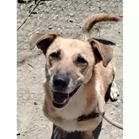 Foto dell\'animale cane - Matr. 2021/0657 - Microchip 380260044516546