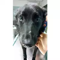 Foto dell\'animale cane - Matr. 2024/0175 - Microchip 380260044926472