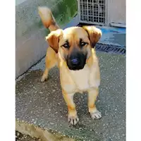 Foto dell\'animale cane - Matr. 2021/0821 - Microchip 380260044281014