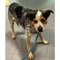 Foto dell\'animale cane - Matr. 2024/0176 - Microchip 380260044929562