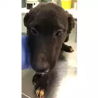 Foto dell\'animale cane - Matr. 2024/0177 - Microchip 380260044926950
