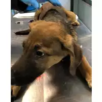 Foto dell\'animale cane - Matr. 2024/0179 - Microchip 380260044926898