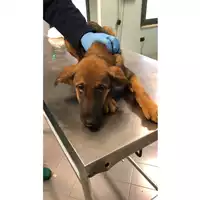 Foto dell\'animale cane - Matr. 2024/0182 - Microchip 380260044926559