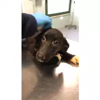 Foto dell\'animale cane - Matr. 2024/0180 - Microchip 380260044926461