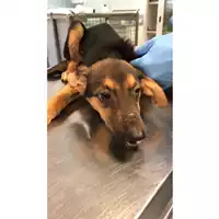 Foto dell\'animale cane - Matr. 2024/0183 - Microchip 380260044932093