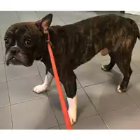 Foto dell\'animale cane - Matr. 2024/0187 - Microchip 380260044926856