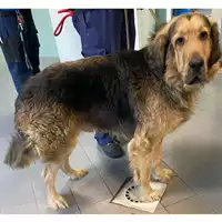 Foto dell\'animale cane - Matr. 2023/0218 - Microchip 380260044926822