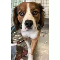 Foto dell\'animale cane - Matr. 2024/0188 - Microchip 380260044929727