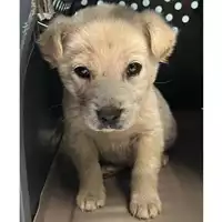 Foto dell\'animale cane - Matr. 2024/0189 - Microchip 380260044926800
