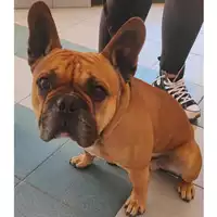 Foto dell\'animale cane - Matr. 2024/0191 - Microchip 380260101928016