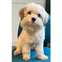 Foto dell\'animale cane - Matr. 2024/0192 - Microchip 380260044979699
