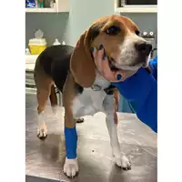 Foto dell\'animale cane - Matr. 2024/0193 - Microchip 380260160318686