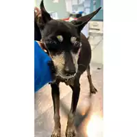 Foto dell\'animale cane - Matr. 2024/0194 - Microchip 380260000280020