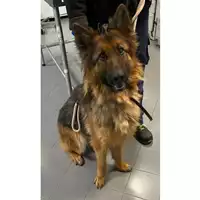 Foto dell\'animale cane - Matr. 2024/0196 - Microchip 380260044980500