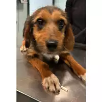 Foto dell\'animale cane - Matr. 2024/0197 - Microchip 380260044979530
