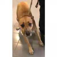 Foto dell\'animale cane - Matr. 2024/0198 - Microchip 380260044750489