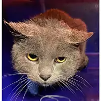 Foto dell\'animale gatto - Matr. 2024/0199 - Microchip 380260044997900