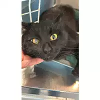 Foto dell\'animale gatto - Matr. 2024/0201 - Microchip 380260044979787