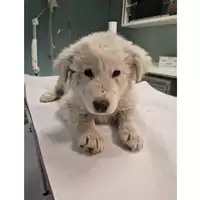 Foto dell\'animale cane - Matr. 2024/0202 - Microchip 380260044979603