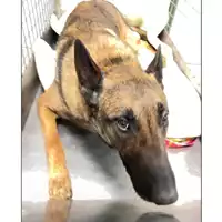 Foto dell\'animale cane - Matr. 2024/0204 - Microchip 380260101871792