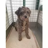 Foto dell\'animale cane - Matr. 2024/0205 - Microchip 380260044980503