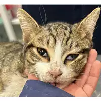 Foto dell\'animale gatto - Matr. 2024/0208 - Microchip 380260044730581