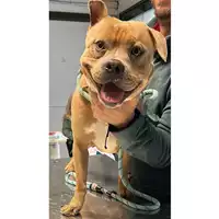 Foto dell\'animale cane - Matr. 2024/0209 - Microchip 380260044979657