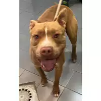 Foto dell\'animale cane - Matr. 2024/0210 - Microchip 380260044979883