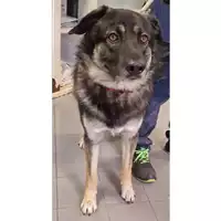 Foto dell\'animale cane - Matr. 2024/0212 - Microchip 643099011492591