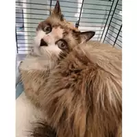 Foto dell\'animale gatto - Matr. 2024/0213 - Microchip 380260044730686