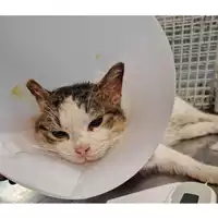 Foto dell\'animale gatto - Matr. 2024/0214 - Microchip 380260044980239