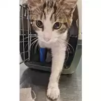 Foto dell\'animale gatto - Matr. 2024/0215 - Microchip 380260044979902