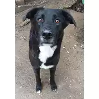 Foto dell\'animale cane - Matr. 2023/2255 - Microchip 380260004900102