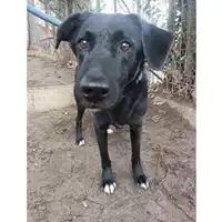Foto dell\'animale cane - Matr. 2023/2258 - Microchip 380260004557696