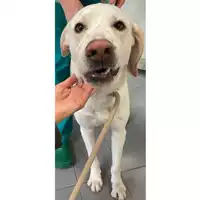 Foto dell\'animale cane - Matr. 2024/0218 - Microchip 380260044979546