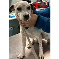 Foto dell\'animale cane - Matr. 2024/0217 - Microchip 380260102466564