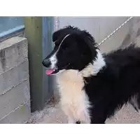 Foto dell\'animale cane - Matr. 2017/1415 - Microchip 380260043309908