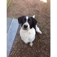 Foto dell\'animale cane - Matr. 2015/1418 - Microchip 380260042295158