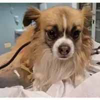 Foto dell\'animale cane - Matr. 2024/0222 - Microchip 380260044980230