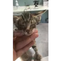 Foto dell\'animale gatto - Matr. 2017/1424 - Microchip 380260043318781