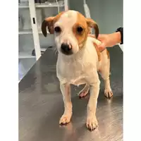 Foto dell\'animale cane - Matr. 2024/0230 - Microchip 380260044980319