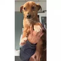 Foto dell\'animale cane - Matr. 2024/0231 - Microchip 380260044980334