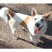 Foto dell\'animale cane - Matr. 2023/1158 - Microchip 380260044750366